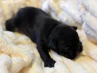 Ace, a male French Bulldog for sale in Fair Oaks, CA – Photo 3 of 7