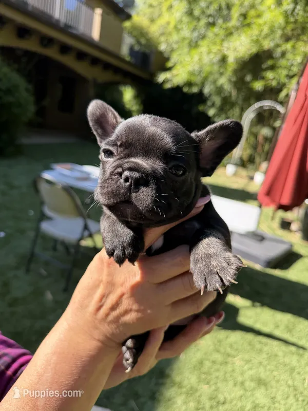 Ace – French Bulldog puppy for sale in Fair Oaks, CA