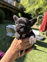 Ace, a male French Bulldog for sale in Fair Oaks, CA – 1 of 10