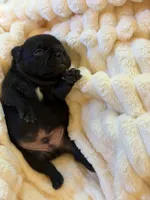 Ace, a male French Bulldog for sale in Fair Oaks, CA – Photo 7 of 7