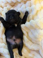 Ace, a male French Bulldog for sale in Fair Oaks, CA – Photo 4 of 7