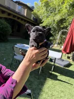 Ace, a male French Bulldog for sale in Fair Oaks, CA – 2 of 10