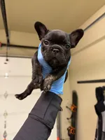 Ace, a male French Bulldog for sale in Fair Oaks, CA – 3 of 10