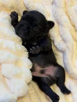 Ace, a male French Bulldog for sale in Fair Oaks, CA – Photo 2 of 7