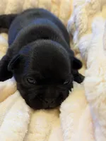 Ace, a male French Bulldog for sale in Fair Oaks, CA – Photo 6 of 7