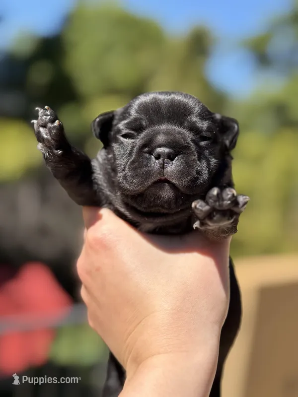 Ace – French Bulldog puppy for sale in Fair Oaks, CA