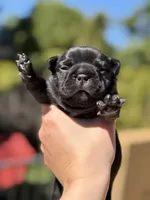 Ace, a male French Bulldog for sale in Fair Oaks, CA – Photo 1 of 7