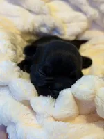 Ace, a male French Bulldog for sale in Fair Oaks, CA – Photo 5 of 7