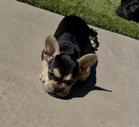 Chara(Amira), a female French Bulldog for sale in Fair Oaks, CA – 3 of 10