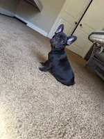 Apollo, a male French Bulldog for sale in Fair Oaks, CA – 4 of 9