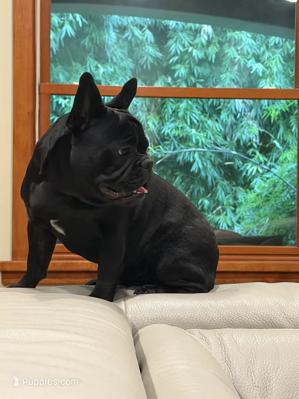 Apollo – French Bulldog puppy for sale in Fair Oaks, CA