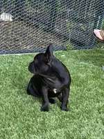 Apollo, a male French Bulldog for sale in Fair Oaks, CA – 3 of 3
