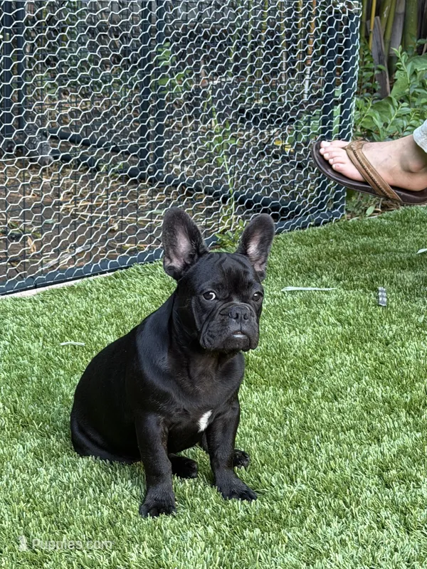 Apollo – French Bulldog puppy for sale in Fair Oaks, CA