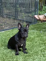Apollo, a male French Bulldog for sale in Fair Oaks, CA – 1 of 3