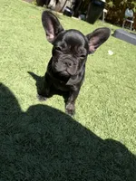 Aria, a female French Bulldog for sale in Fair Oaks, CA – 4 of 8
