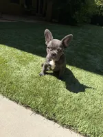 Libby, a female French Bulldog for sale in Fair Oaks, CA – 2 of 6