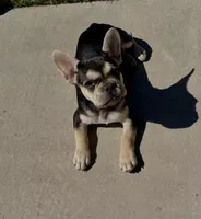 Chara(Amira), a female French Bulldog for sale in Fair Oaks, CA – 2 of 10