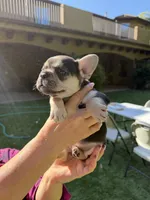 Chara(Amira), a female French Bulldog for sale in Fair Oaks, CA – 7 of 10