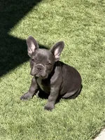 Libby, a female French Bulldog for sale in Fair Oaks, CA – 1 of 6