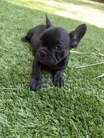 Aria, a female French Bulldog for sale in Fair Oaks, CA – 6 of 7