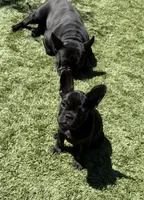 Aria, a female French Bulldog for sale in Fair Oaks, CA – 2 of 8
