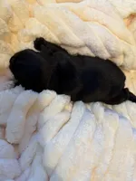 Aria, a female French Bulldog for sale in Fair Oaks, CA – Photo 6 of 6