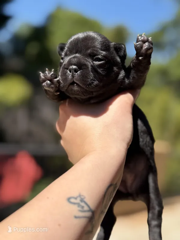 Aria – French Bulldog puppy for sale in Fair Oaks, CA