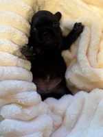 Aria, a female French Bulldog for sale in Fair Oaks, CA – Photo 5 of 6