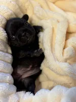 Aria, a female French Bulldog for sale in Fair Oaks, CA – Photo 4 of 6