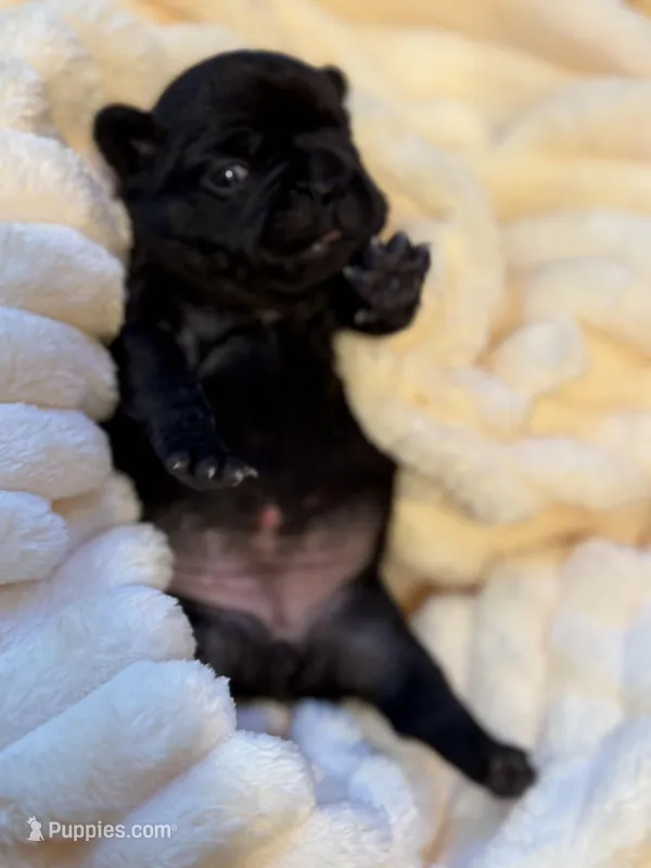 Aria – French Bulldog puppy for sale in Fair Oaks, CA