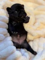 Aria, a female French Bulldog for sale in Fair Oaks, CA – Photo 2 of 6