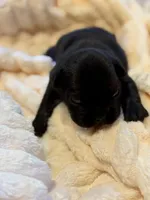 Aria, a female French Bulldog for sale in Fair Oaks, CA – Photo 3 of 6