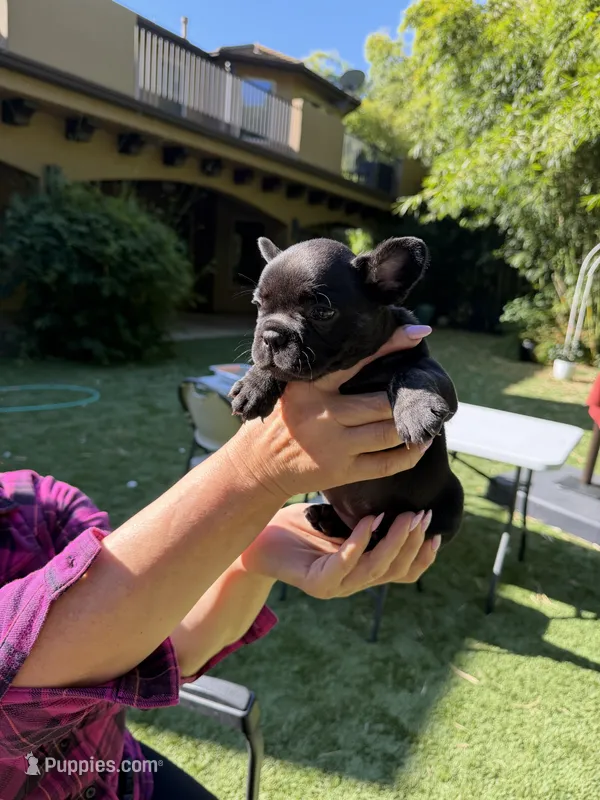 Aria – French Bulldog puppy for sale in Fair Oaks, CA