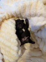 Apollo, a male French Bulldog for sale in Fair Oaks, CA – Photo 6 of 6