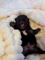 Apollo, a male French Bulldog for sale in Fair Oaks, CA – Photo 4 of 6