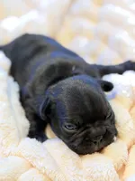 Apollo, a male French Bulldog for sale in Fair Oaks, CA – Photo 2 of 6