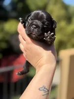 Apollo, a male French Bulldog for sale in Fair Oaks, CA – Photo 1 of 6