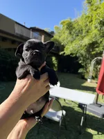 Apollo, a male French Bulldog for sale in Fair Oaks, CA – 2 of 8