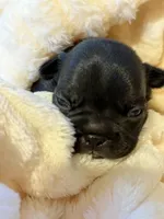 Apollo, a male French Bulldog for sale in Fair Oaks, CA – Photo 5 of 6