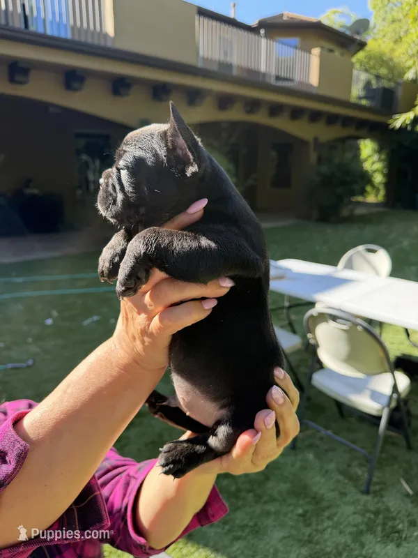 Apollo – French Bulldog puppy for sale in Fair Oaks, CA