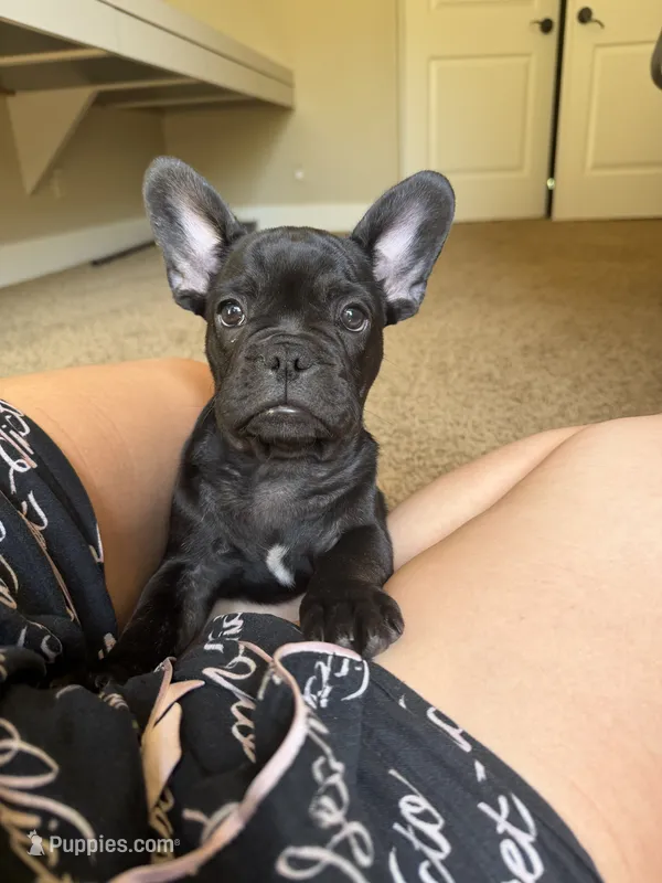 Apollo – French Bulldog puppy for sale in Fair Oaks, CA