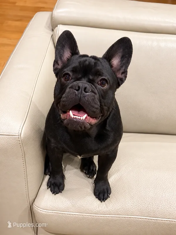 Apollo – French Bulldog puppy for sale in Fair Oaks, CA