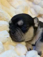 Chara(Amira), a female French Bulldog for sale in Fair Oaks, CA – 10 of 10