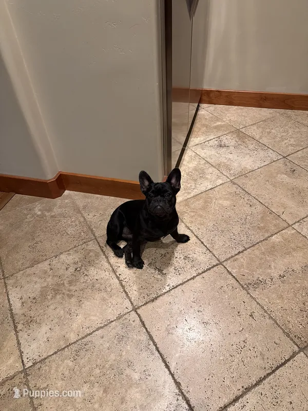 Apollo – French Bulldog puppy for sale in Fair Oaks, CA
