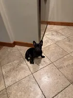Apollo, a male French Bulldog for sale in Fair Oaks, CA – 1 of 4