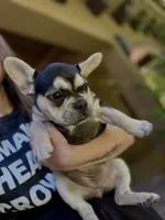 Chara(Amira), a female French Bulldog for sale in Fair Oaks, CA – 4 of 10