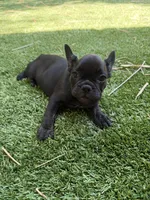 Aria, a female French Bulldog for sale in Fair Oaks, CA – 5 of 7