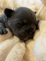 Alex, a male French Bulldog for sale in Fair Oaks, CA – Photo 5 of 7