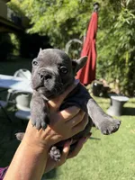 Alex, a male French Bulldog for sale in Fair Oaks, CA – 3 of 8