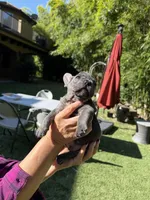 Alex, a male French Bulldog for sale in Fair Oaks, CA – 2 of 8